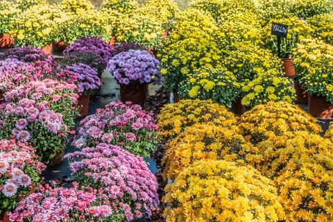 Variety of mums in bloom Stock Photos
