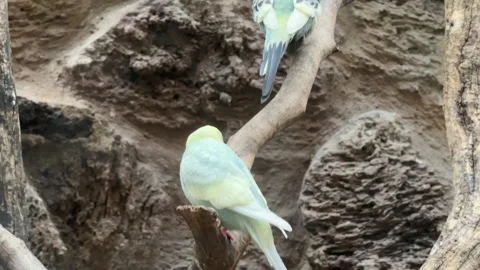Variety of parrots in cage 库存影片 329010976