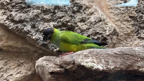 Variety of parrots in cage Video stock 329951440