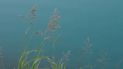 A variety of plants Stock Footage 117831804