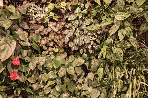 A variety of plants Stock Photos