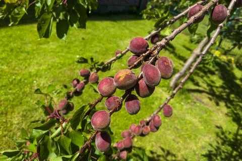 A variety of plum fruit hangs from tree branches in a garden Stock Photos