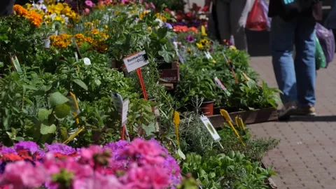 Variety of Potted Greenery at Spring Fair Stock Footage 310063706