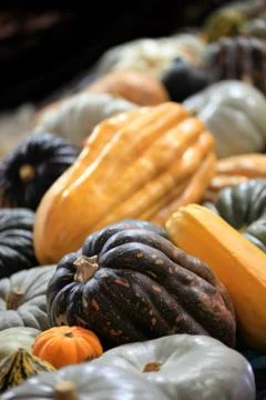 Variety of pumpkins Stock Photos