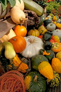 Variety of pumpkins Stock Photos