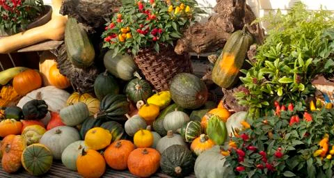 Variety of pumpkins Фото
