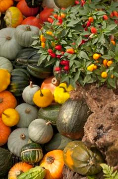 Variety of pumpkins Stock Photos