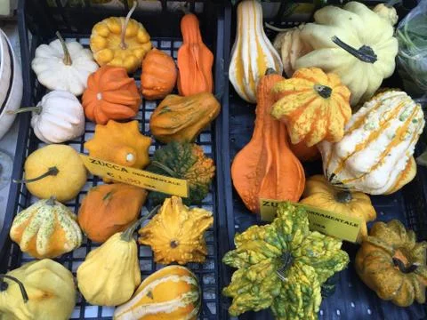 Variety of pumpkins Foto stock