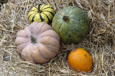 Variety of Pumpkins on Straw Stock Photos