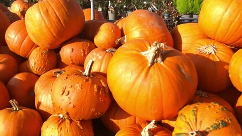 A variety of pumpkins on a table in the sunshine -panning shot03 Stock Footage 254447904