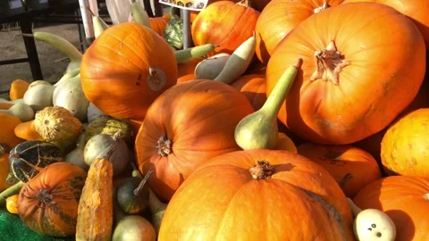 A variety of pumpkins on a table in the sunshine-panning shot Stock Footage 254447905