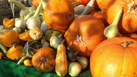 A variety of pumpkins on a table in the sunshine-static shot Stock Footage 254447903