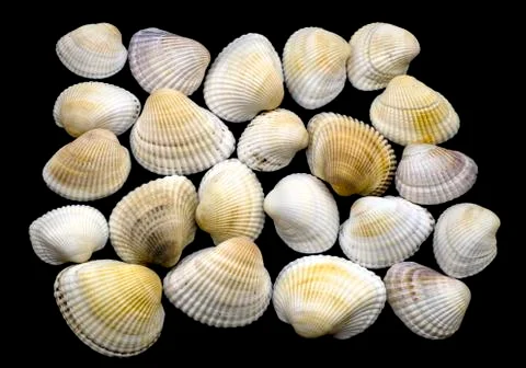 Variety of sea and river white shell macro isolated on black Stock Photos