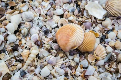 Variety of sea shells from beach Stock Photos