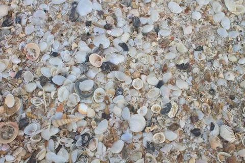 Variety of sea shells Stock Photos
