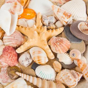 Variety of sea shells 库存照片