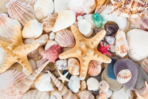 Variety of sea shells Stockfoto's