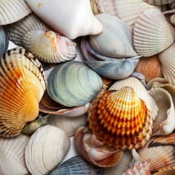 Variety of seashells Stock Photos