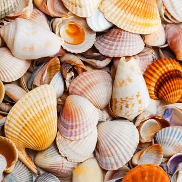 Variety of seashells Stock Photos