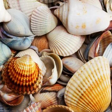 Variety of seashells Stock Photos