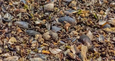 A variety of shellfish shells on the beach, close-up. Stock Photos