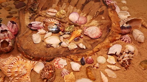 Variety of Shells Resting on Warm Sand Stock Footage 330932905