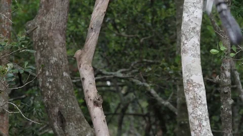 Variety of shots of Lemurs in a tree Video stock 74879960