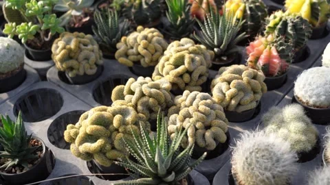 Variety of Small Potted Cacti – Close-Up Plant Collection Stock Footage 259552391