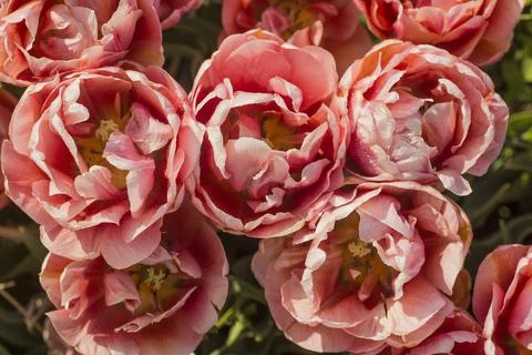 Variety of spring tulips of non-classical structure. Stock Photos