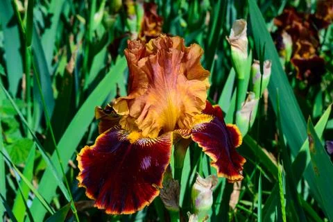 Variety of tall bearded iris (Iris germanica) named 'Copatonic' in landscap.. Foto stock