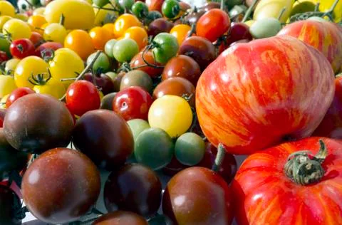 Variety tomatoes Fotos Stock