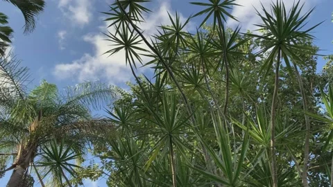 Variety of trees swaying Stock Footage 134902561