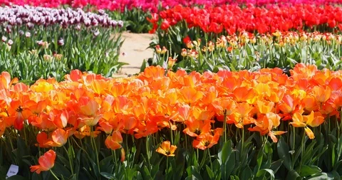 Variety of Tulips Stock Footage 89569628