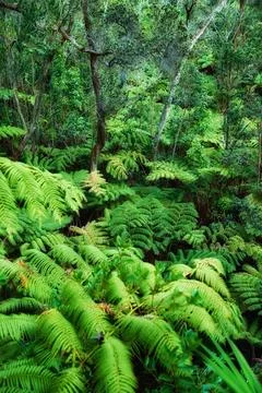 Variety of vibrant trees and plants growing in undisturbed nature in Hawaii, USA Stock Photos