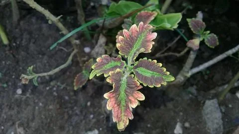 Varigate leaf buds Stock Photos