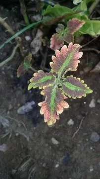 Varigate leaf buds plant Stock Photos