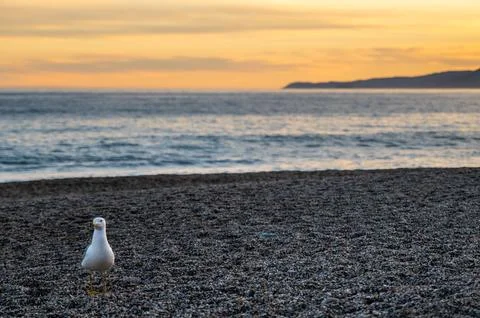 Varigotti Stock Photos