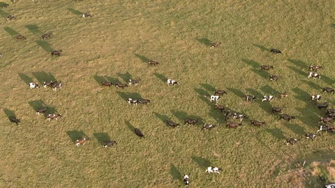 Various Aerial shots of cattle. Cows for beef and dairy production. Australia. Video stock 104586032