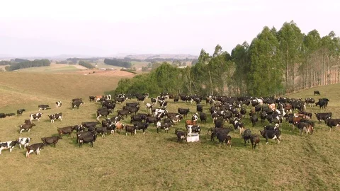 Various Aerial shots of cattle. Cows for beef and dairy production. Australia. Stock Footage 104586334