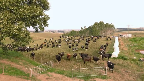 Various Aerial shots of cattle. Cows for beef and dairy production. Australia. Видео 104586550