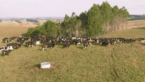 Various Aerial shots of cattle. Cows for beef and dairy production. Australia. Video stock 104586554