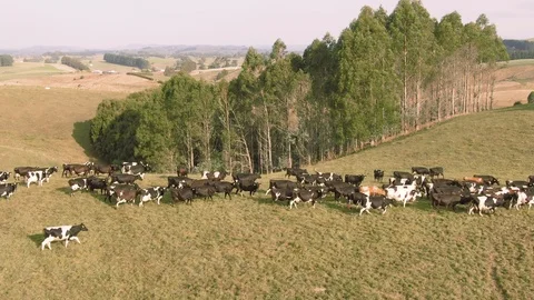 Various Aerial shots of cattle. Cows for beef and dairy production. Australia. Видео 104586620