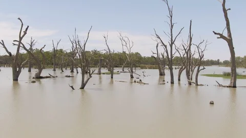 Various aerial shots of dead trees in the Murray Darling Basin or river system. Stock-Footage 104584708