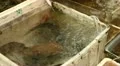 Various Alive Fishes for Sale in Chinese Fishery Shop in Hong Kong Market Store HD Footage