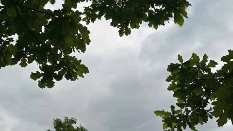 Various angles show a view of overcast skies framed by green leaves. Viewed from Stock Footage 339024312