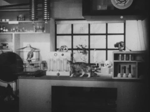 Various animals and birds keep in laboratory for experiment - 1940 Stock Footage 95604598