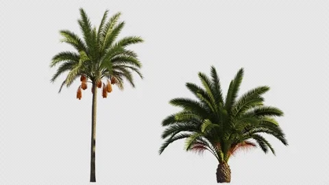 Various animated palm trees on a transparent background using an alpha channel Video stock 276737995