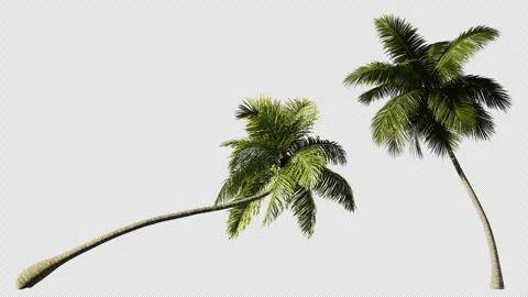 Various animated palm trees on a transparent background using an alpha channel Stock Footage 276764177