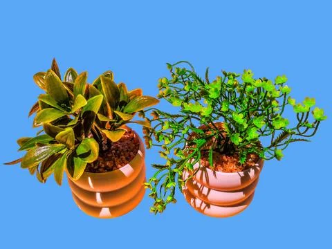 Various artificial trees isolated Stock-Fotos