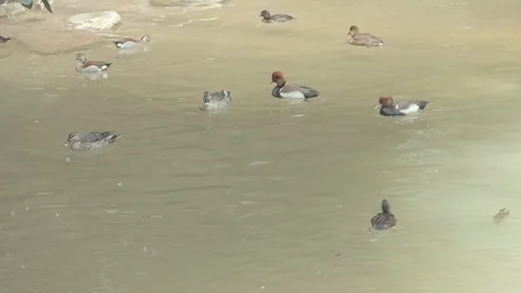 Various Asian Ducks Stock Footage 86576196